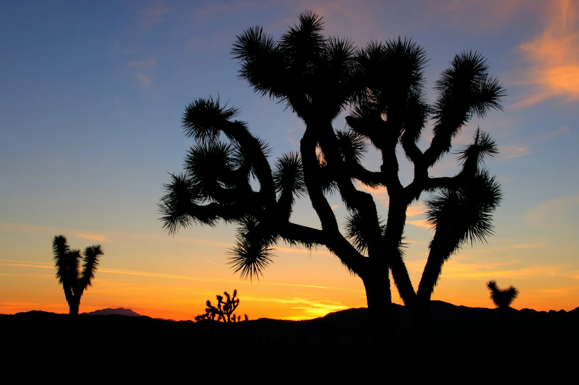 Joshua Tree at sunset